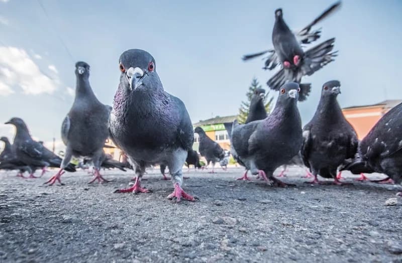 Grupo de palomas en el suelo de un patio