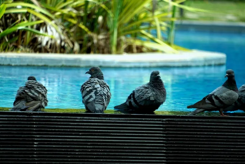 Cuatro palomas posadas en fila sobre el borde de una alberca de hotel