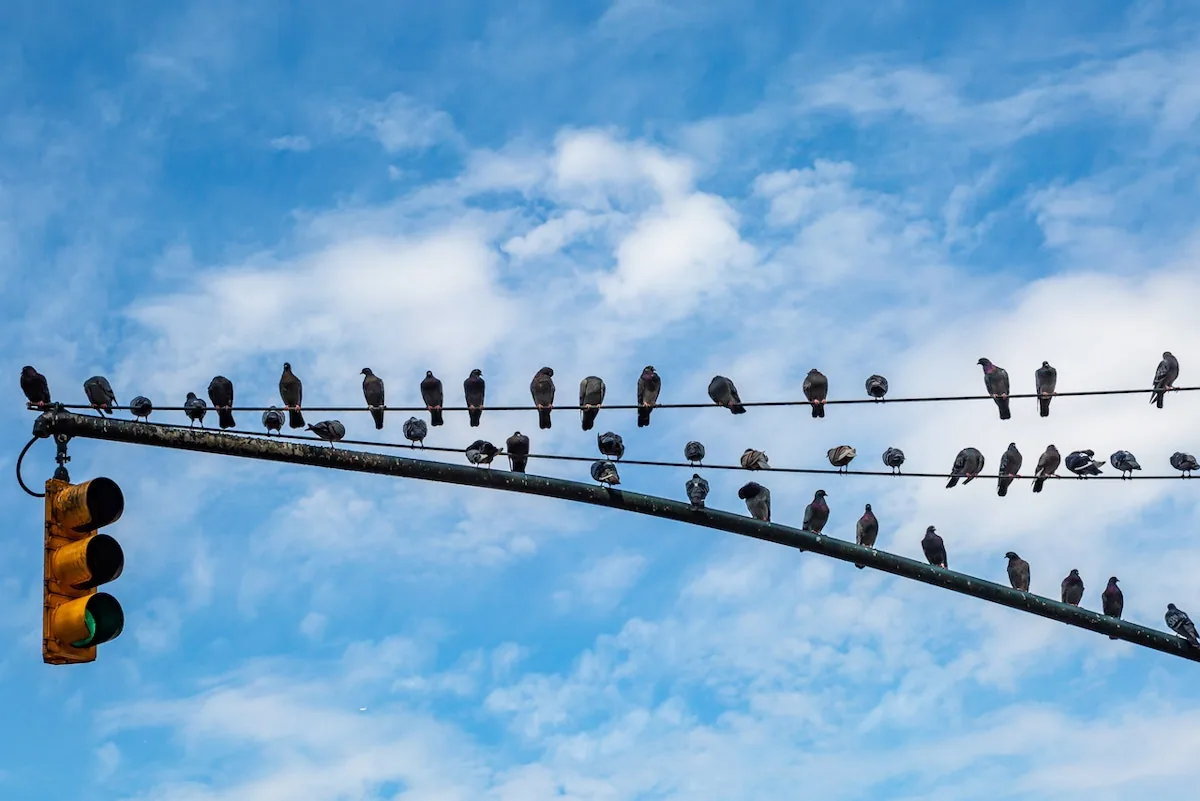 Fila de palomas posadas sobre un cable frente al cielo