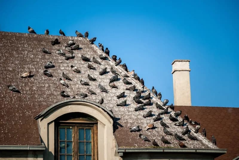 Decenas de palomas sobre el techo y la cornisa de un edificio