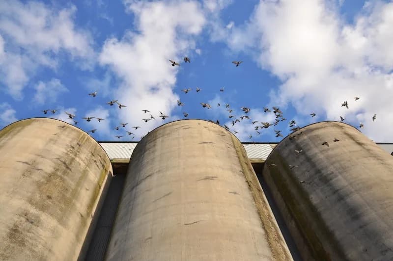 Palomas volando alrededor de silos industriales de concreto