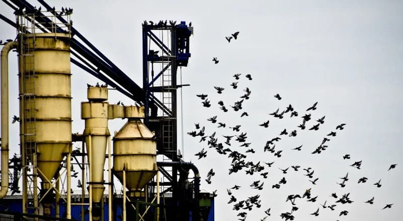 Parvada de aves sobrevolando la estructura de una planta industrial