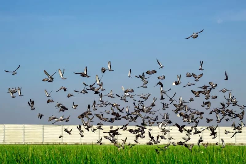 Parvada de palomas levantando el vuelo sobre un campo junto a una nave de cubierta clara